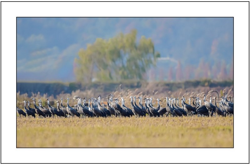 순천만의  흑두루미...