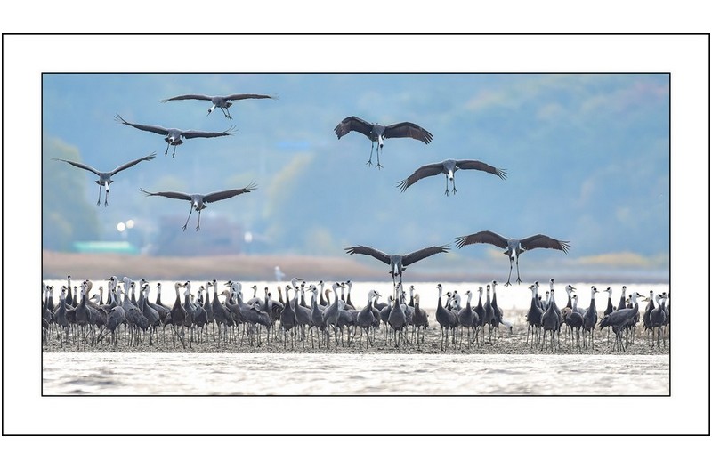 물가의 흑두루미..