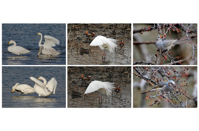 4 종 에  조류 들