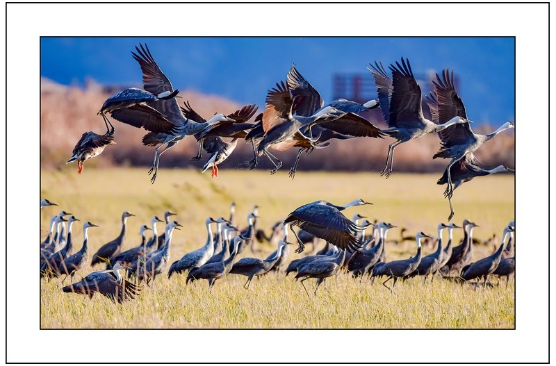 흑두루미의 비상..