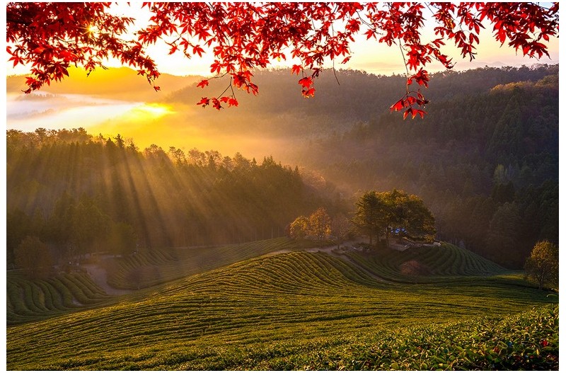 대한 다원의 아침빛