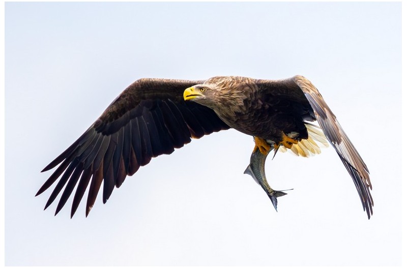 금호강 흰꼬리수리