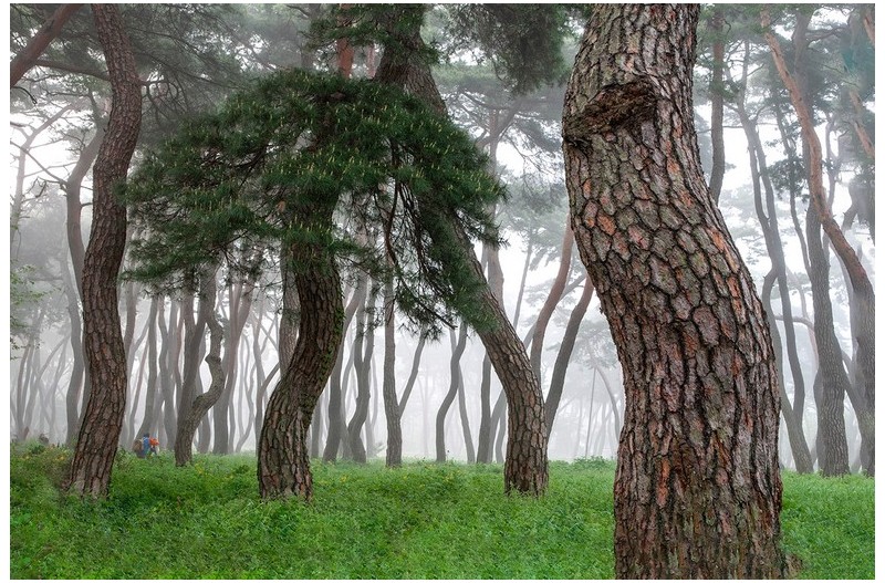 안개낀 솔숲