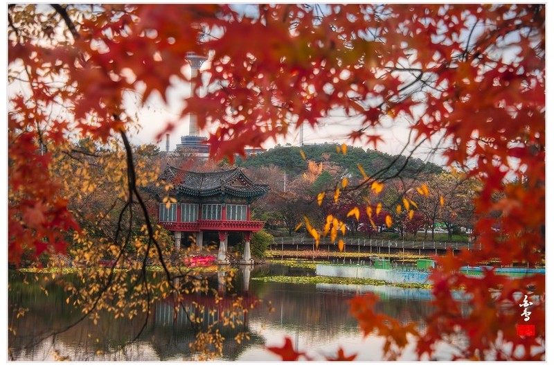 단풍이 절정인 성당못