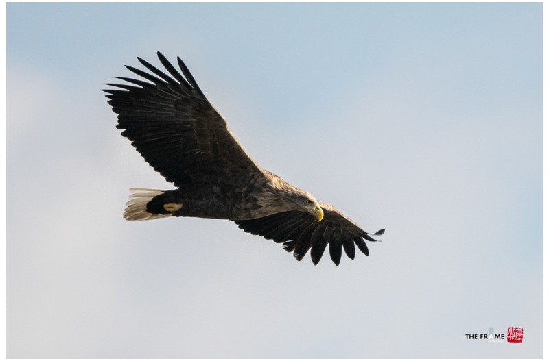 흰꼬리수리와 윤슬