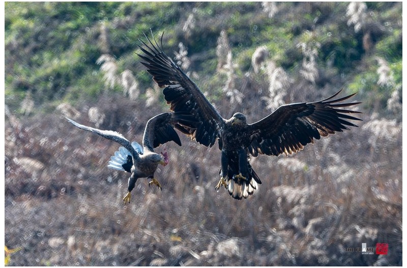 고령독수리식당 개장