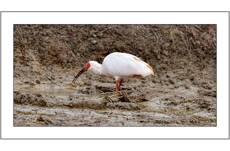 따오기 식사중..