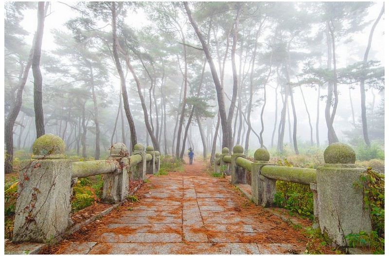 안개 속으로 ...