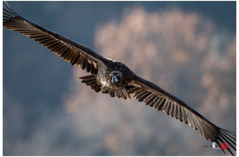 고령 독수리식당