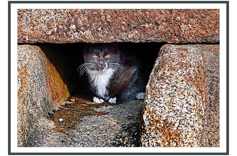 고양이눈 무서워