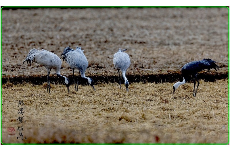 검은목 두루미 와흑두루미