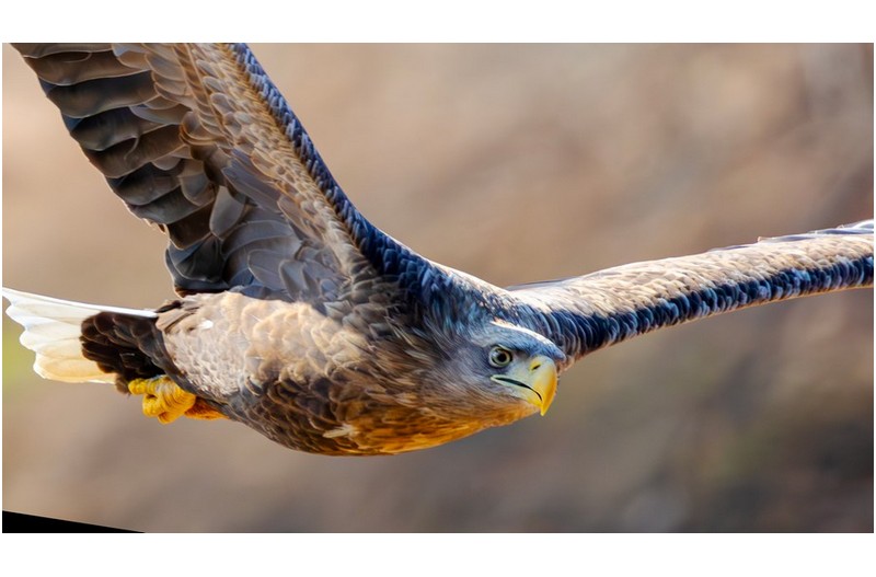 우곡리 흰꼬리수리