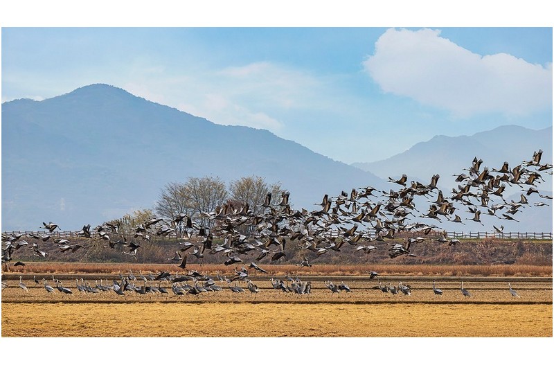 재두루미의 군무