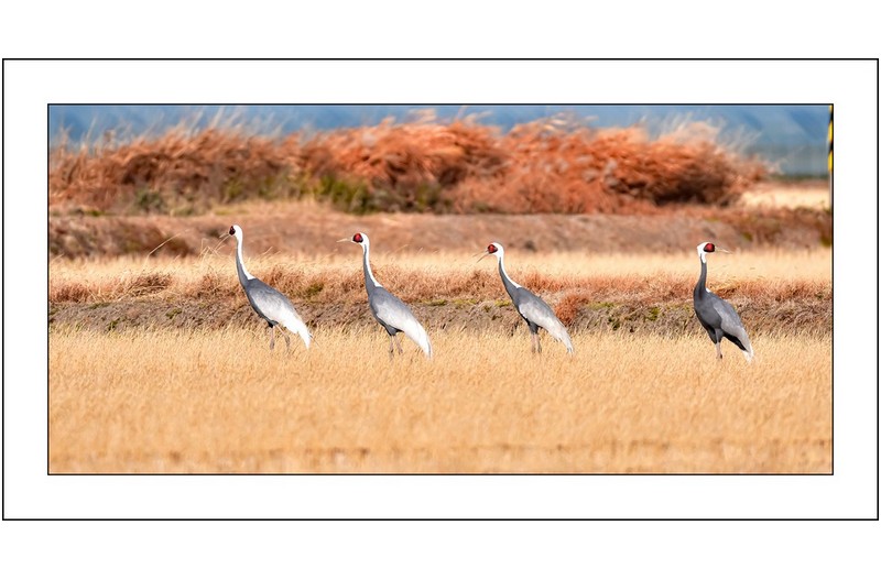 순천만의 재두루미..