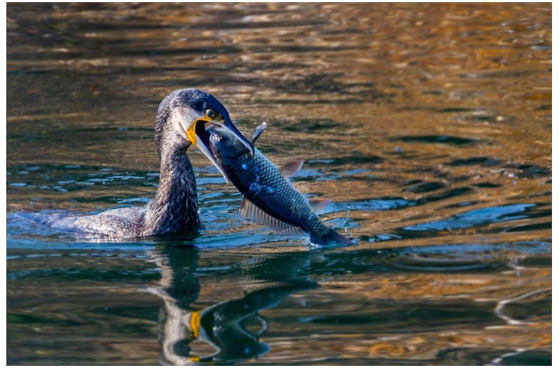 월척낚은 가마우지