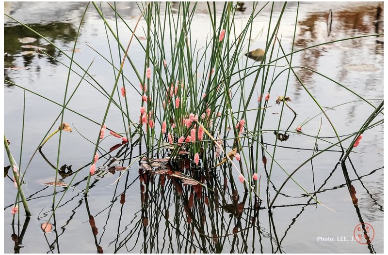 우렁이가 만들어 놓은 꽃