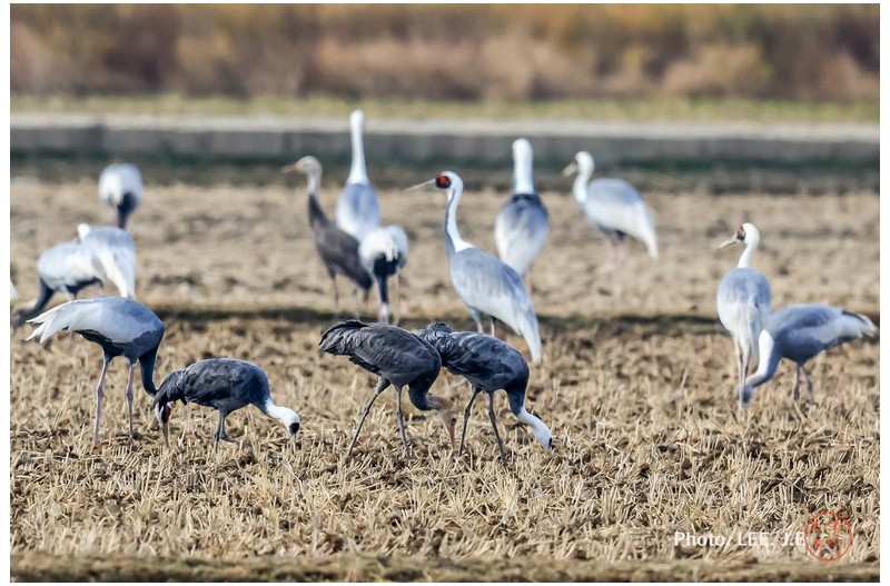 재두루미 속의 흑두루미