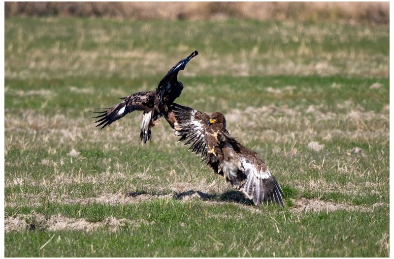 검독수리와 초원수리