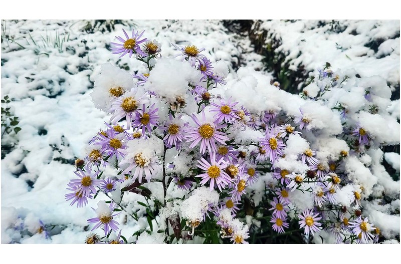 꽃 중에 마지막 꽃