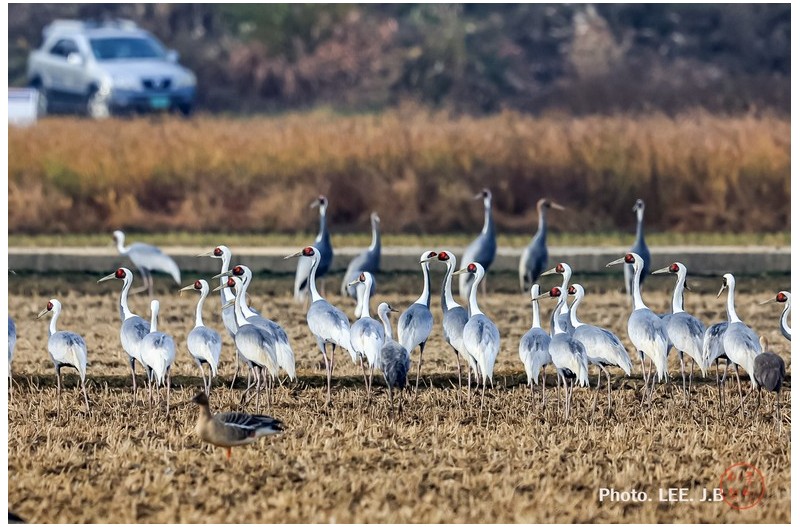주남저수지 재두루미