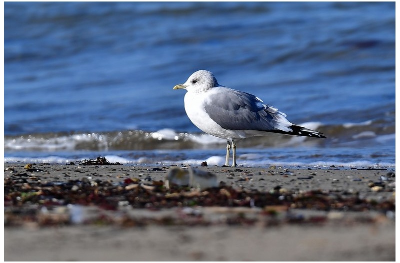 (접두사 없는) 갈매기