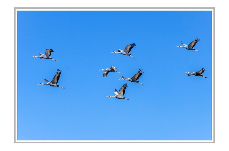재두루미 창공을 날다