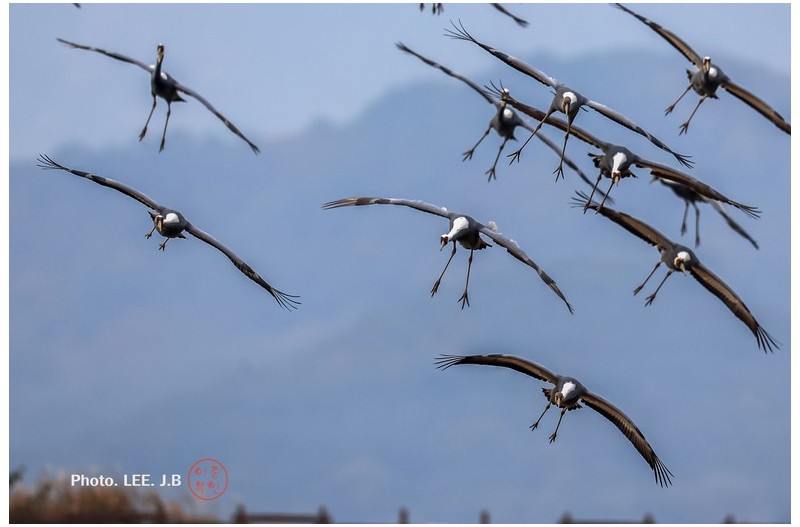주남저수지 재두루미