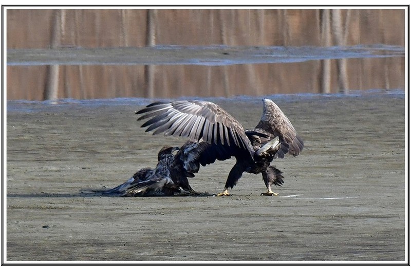 쟁탈전 횐 꼬리수리
