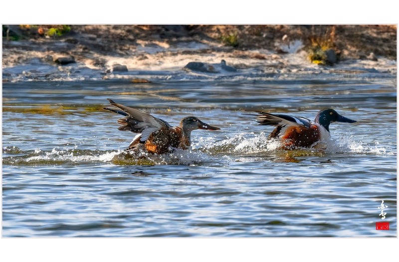 넙적부리와 붉은가슴흰꼬리땩새