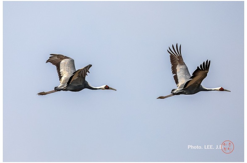 주남저수지 재두루미