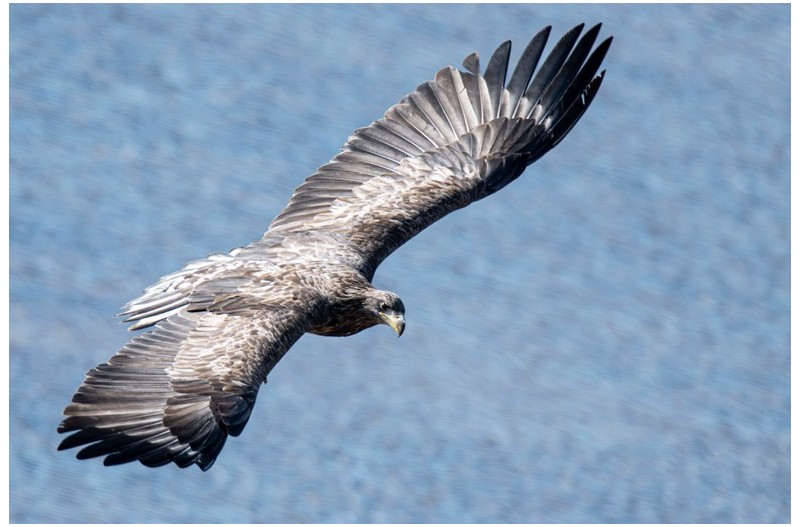 흰꼬리수리의 위엄