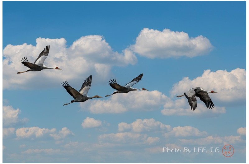 주남저수지 재두루미