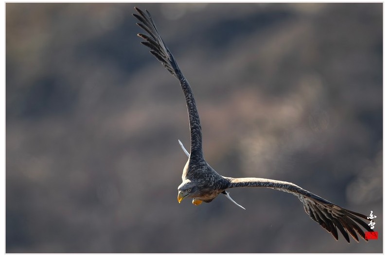 흰꼬리수리-2월17일-