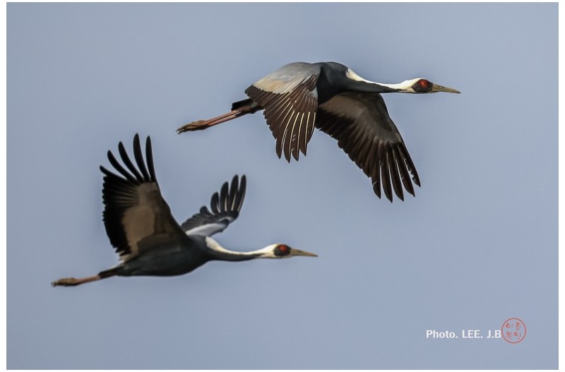 주남저수지 재두루미