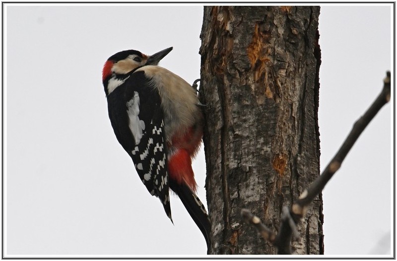 오색 딱따 구리