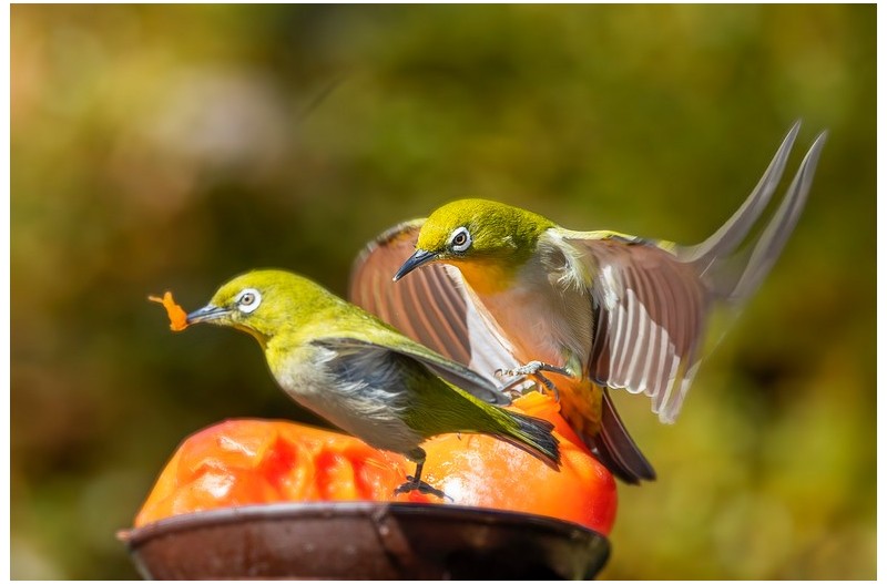 동박새와 감홍시