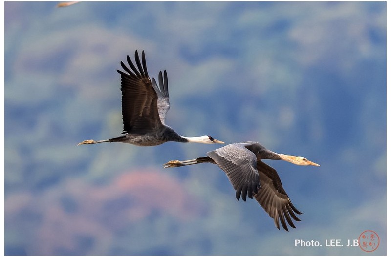 주남저수지 흑두루미