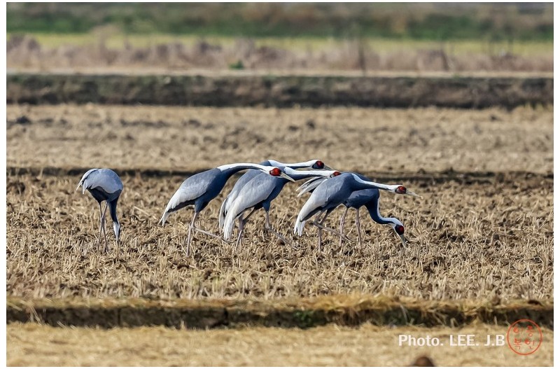 주남저수지 재두루미