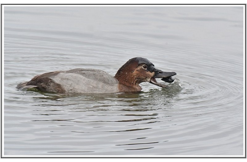 조개 잡은 횐 죽지 오리