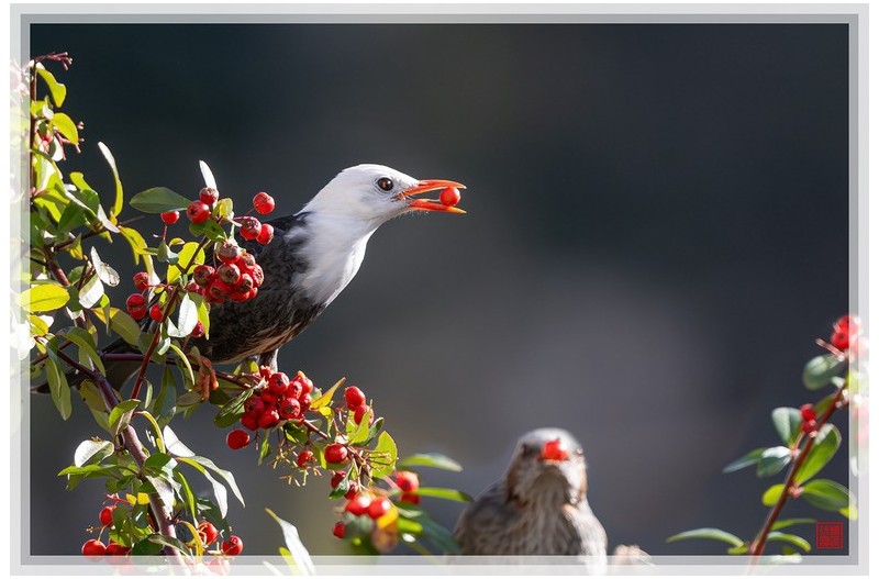흰머리직바구리