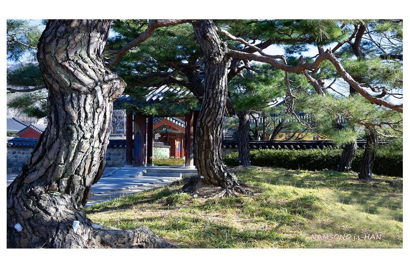 왕릉의 노송 ---