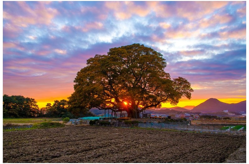 고목과 노을