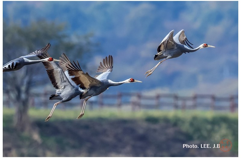 주남저수지 재두루미