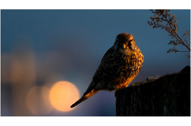 황조롱이 밤마실