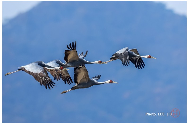 주남저수지 재두루미