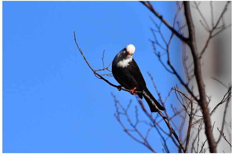 흰머리검은직박구리 #1