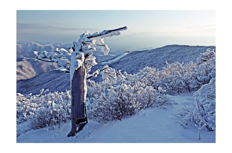 천년 귀신 주목