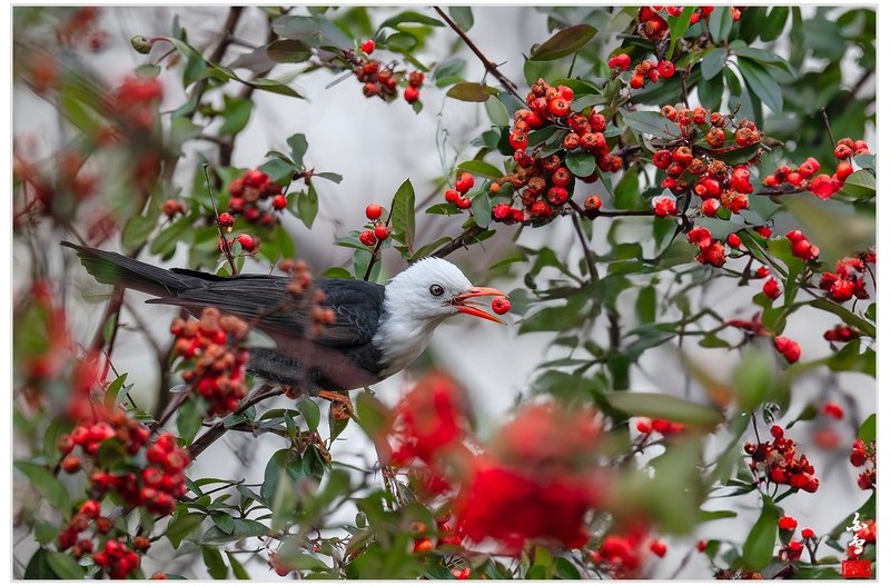 흰머리검은직박구리