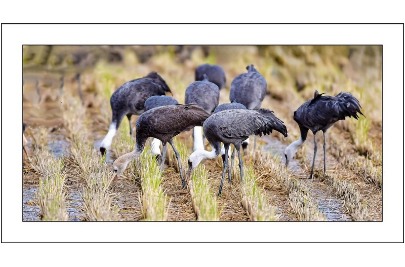 순천만의 흑두루미..