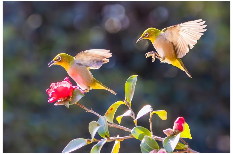 동박새와 동백이